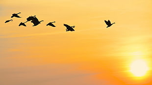 flock of bird, nature HD wallpaper