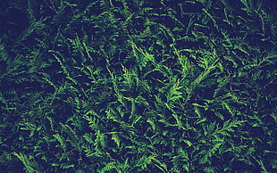 green fern plant, plants