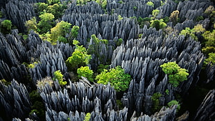 rock formations with trees at daytime, stones, Madagascar, trees, nature
