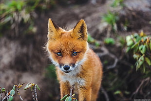 brown fox, fox, animals, baby animals HD wallpaper