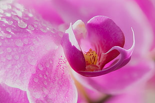 macro shot photography of pink petal flower HD wallpaper