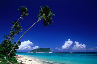 palm trees, nature, landscape, palm trees, beach HD wallpaper