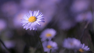 purple Aster flowers in selective photo HD wallpaper