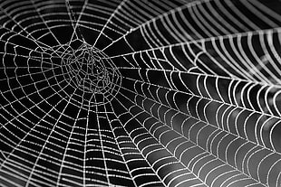 selective photography of spiderweb