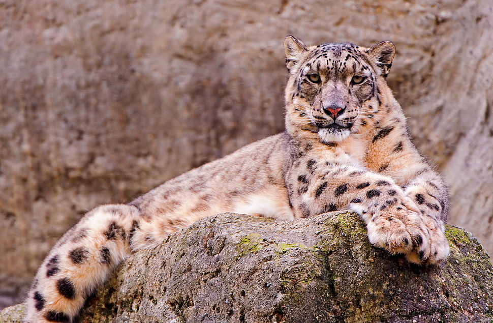 brown and black leopard on brown stone HD wallpaper