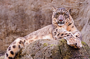 brown and black leopard on brown stone