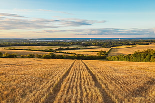 Wheat field during daytime