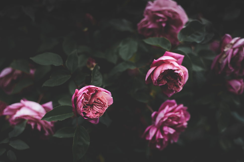 selective focus photography of pink peony flower HD wallpaper