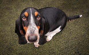 tricolor basset hound puppy HD wallpaper