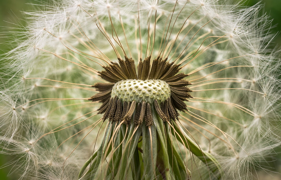 white dandellion, Dandelion, Down, Closeup HD wallpaper