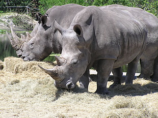 photo of two black rhinoceros near body of water HD wallpaper