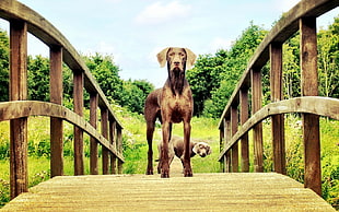 adult brown Weimaraner with puppy on brown wooden bridge during daytime