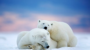 two white polar bears
