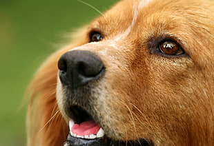closeup photography of short-coated tan dog