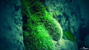 green and black leaf plant, nature, moss, photography, green