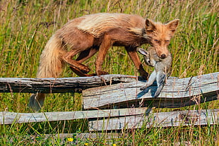 brown fox biting brown rabbit HD wallpaper