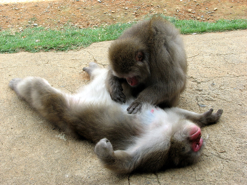 two black primates on concrete pavement HD wallpaper