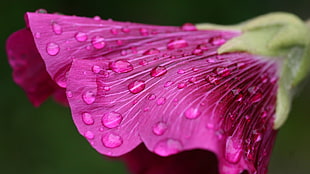 pink petaled flower, flowers, dew, pink flowers, water drops HD wallpaper