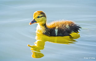 black and yellow duckling on body of water