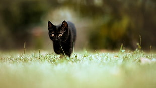 short-haired black cat, animals, cat, blurred