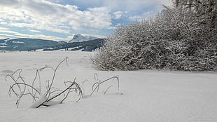 snow covered plants and mountains under blue and white cloudy sky during daytime