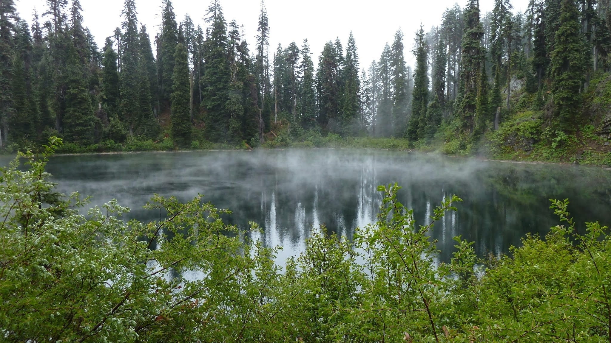 green tree, mist, lake, forest