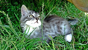 silver tabby kitten on green grass HD wallpaper