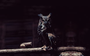 brown owl, owl, lights, rest, looking at viewer HD wallpaper