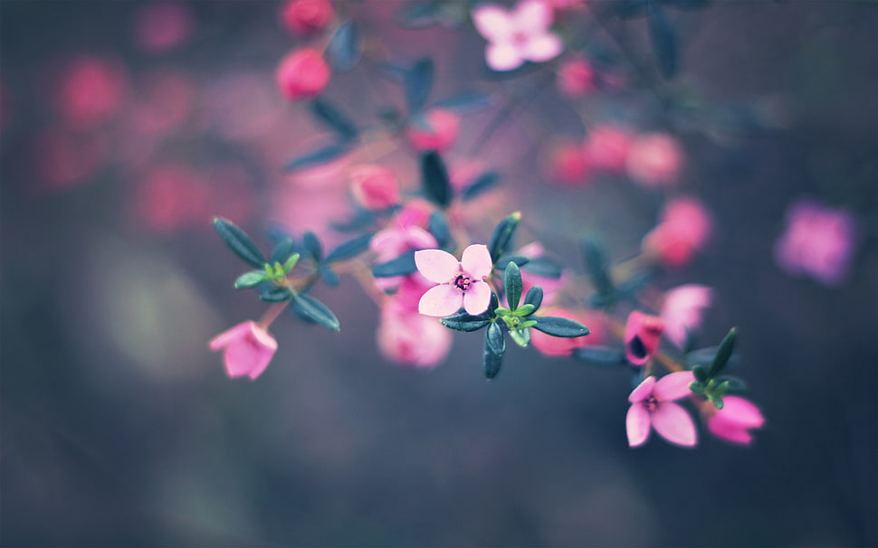 pink and green flowers micro photography HD wallpaper