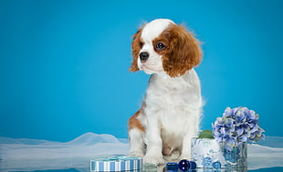 white and tan Cavalier king Charles spaniel puppy