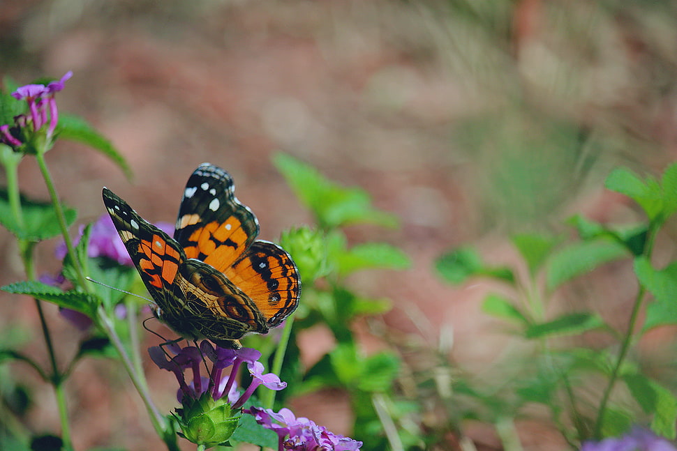 orange and black butterfly HD wallpaper