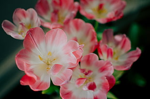 pink-and-white petaled flowers, Flowers, Pink, Bud