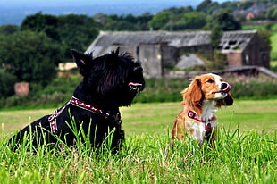 Cavalier King Charles Spaniel and Scottish Terrier on grass field