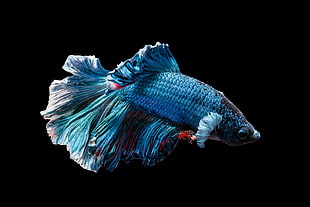blue and red betta fish, fish, animals, underwater, black