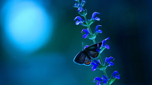black butterfly on flower painting, macro, butterfly