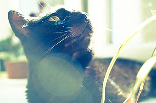 black cat, cat, animals, sunlight HD wallpaper