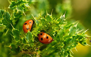 selective focus photography of ladybugs on plant