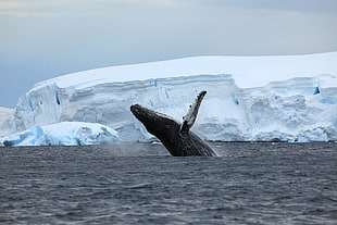 whale beside ice berg during daytime