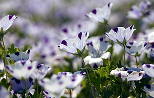 white-and-purple petaled flowers during daytime