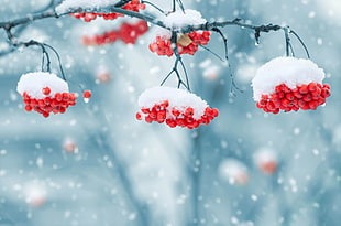 red berries, berries, snow, nature, depth of field HD wallpaper