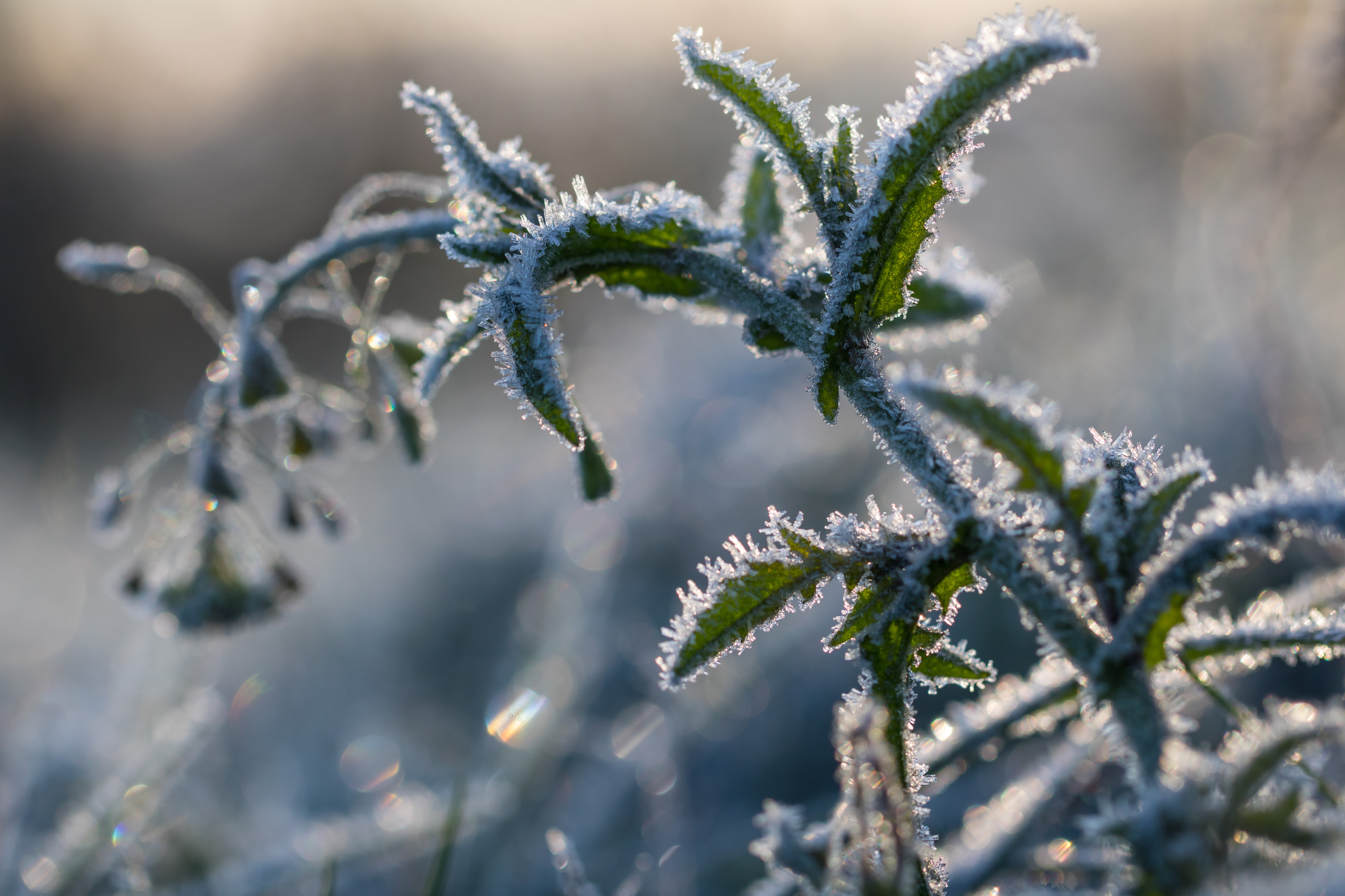 Морозы заморозки. Макросъемка зима. Растения снег макро. Холод растения. Заснеженная трава.