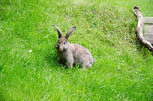gray rabbit, Hare, Grass, Walk
