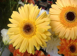 sunflowers macro photography