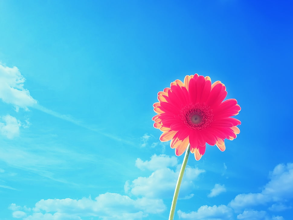 pink sunflower photo HD wallpaper
