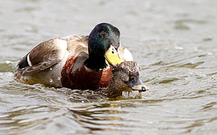 female and male Mulard duck on body of water photography