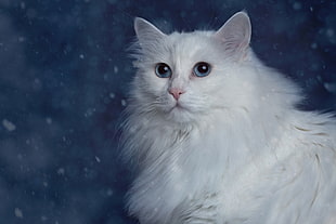 close-up photo of white Maine Coon
