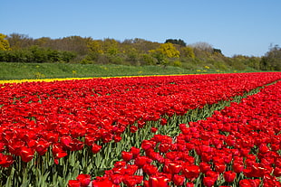 red Tulip field at daytime, dutch