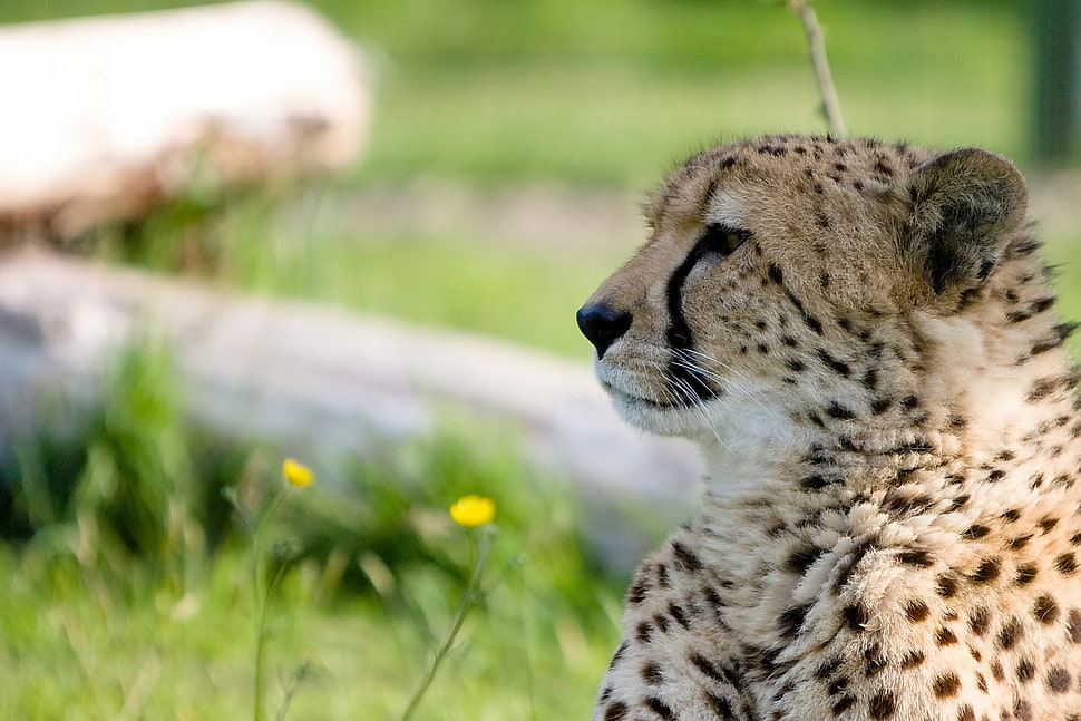 macro photography of Cheetah HD wallpaper