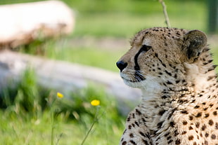 macro photography of Cheetah