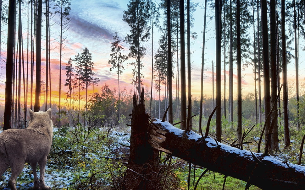 tree timber forest HD wallpaper